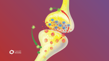 Endocannabinoid System - Cannabiscientia
