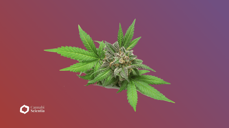 Medical cannabis pathologies - Cannabiscientia