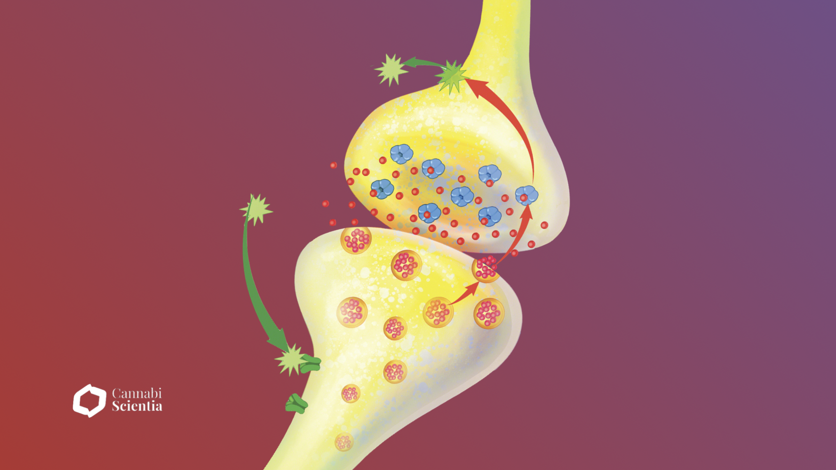 Endocannabinoid System - Cannabiscientia